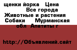 щенки йорка › Цена ­ 15 000 - Все города Животные и растения » Собаки   . Мурманская обл.,Апатиты г.